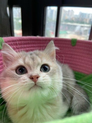 蓝金渐层小猫找家长