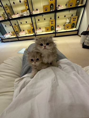 吸猫星人必逛 | 星颜精品猫舍，萌力超标