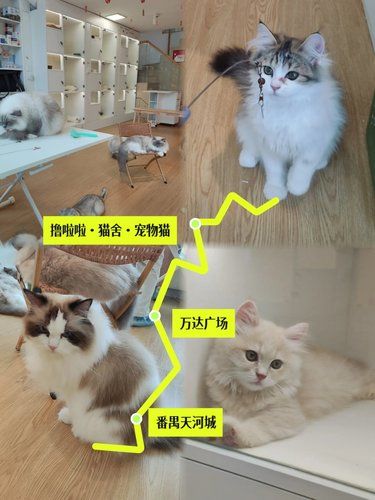 来了番禺天河城的这家猫咖