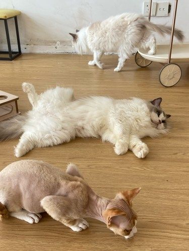 累了就到猫咖充充电超治愈