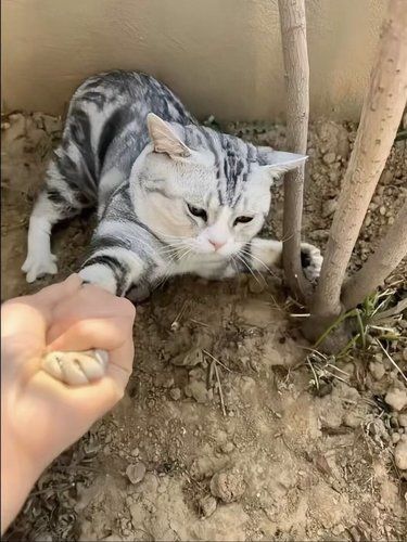 捡到一只猫，非要跟我回家！