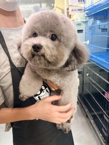 带狗子去修毛，没想到交到了好朋狗