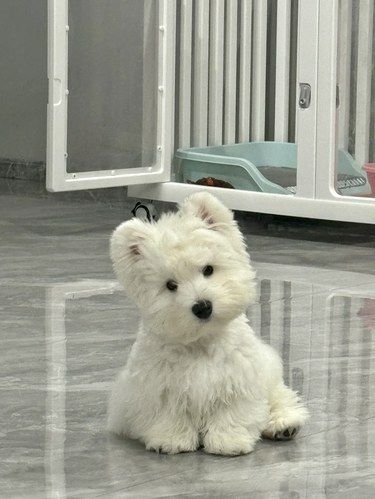 捡来的……养成了完美品相，我也太幸福了……