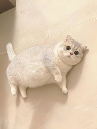 怎么能胖成这样[捂脸]谁家猫咪可来一战[机智]