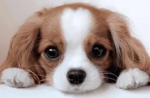 宠业快讯丨华东宠物展在杭州举办、品种猫繁育研究中心成立、ADM投资3300万美元扩大墨西哥厂宠食产能...