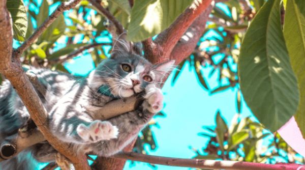 宠业快讯丨华东宠物展在杭州举办、品种猫繁育研究中心成立、ADM投资3300万美元扩大墨西哥厂宠食产能...