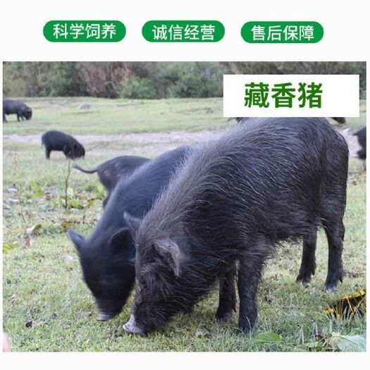 纯种藏香猪仔活小猪仔猪苗跑山猪种公猪繁殖猪商品幼崽怀孕母猪