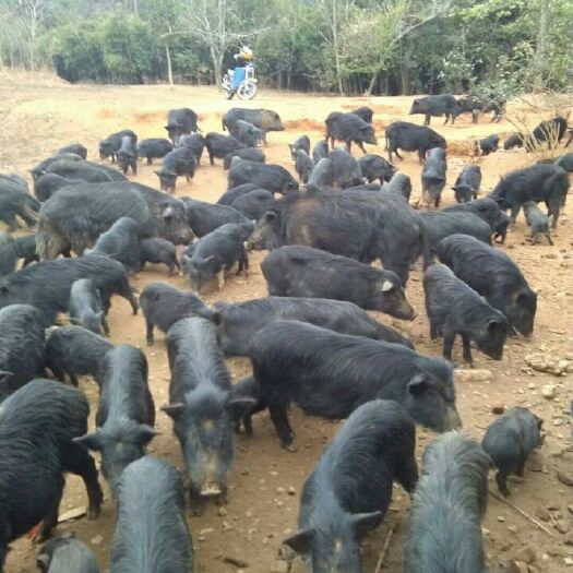 藏香猪苗幼崽20-30斤