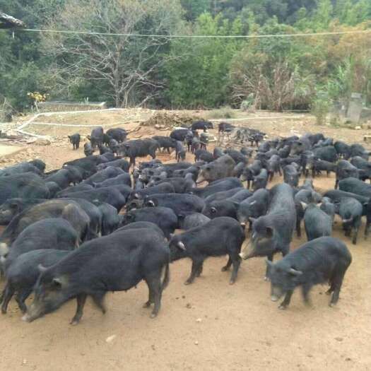 出售藏香猪幼崽纯种巴马香猪仔活苗迷你小香猪宠物猪活的香猪