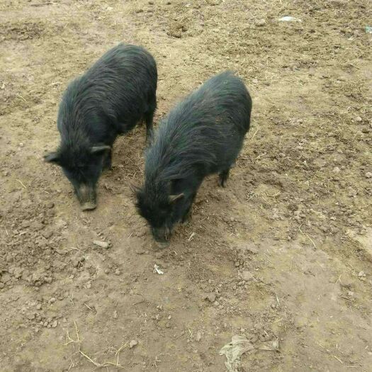 藏香猪猪苗幼崽