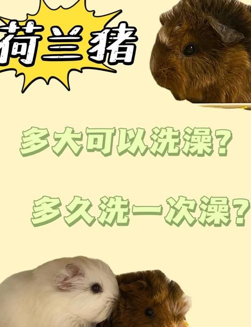 养宠物猪不做绝育可以吗_选对宠物猪品种，科学喂养少烦恼