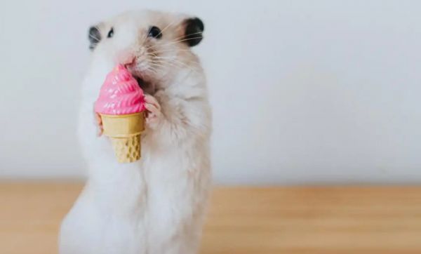 金丝熊的脾气如何？饲养心得分享！