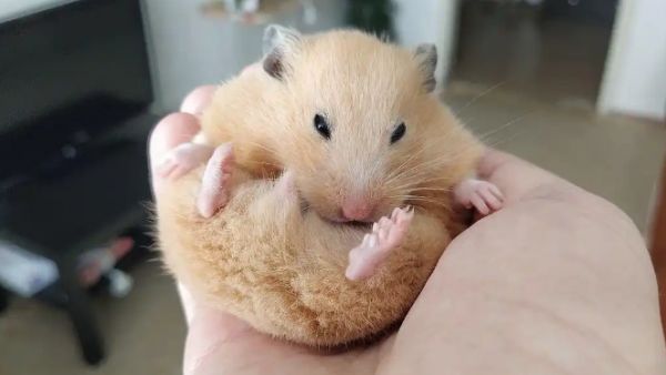 金丝熊的脾气如何？饲养心得分享！