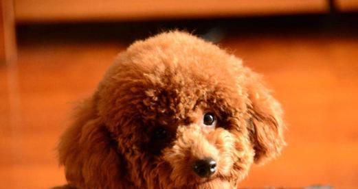 狗狗能吃橘子吗？宠物喂食橘子的正确方法和注意事项是什么？