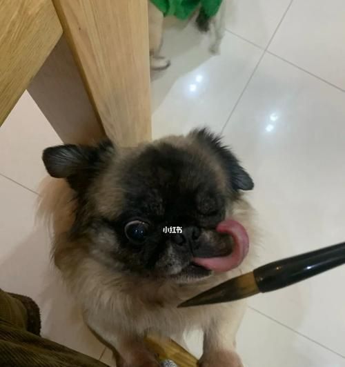 狗狗能吃橘子吗？宠物喂食橘子的正确方法和注意事项是什么？