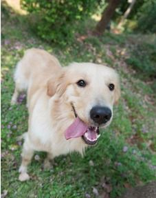 怎么给宠物狗照相好看呢