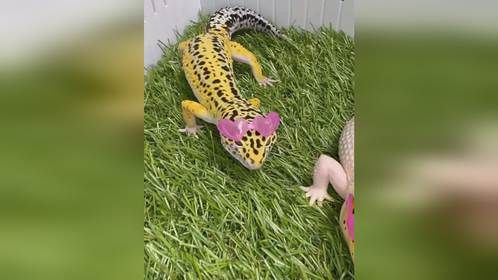 #波普风格的#豹纹守宫 。#爬宠 #异宠 #爬宠日常 #守宫