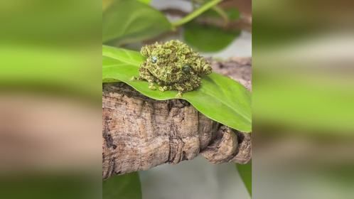 #爬宠 #异宠 #小宠 #爬宠日常 #苔藓蛙