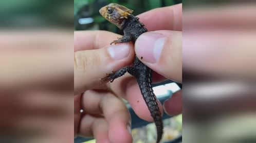 #爬宠 #异宠 #爬宠日常 #蜥蜴 #红眼鹰蜥