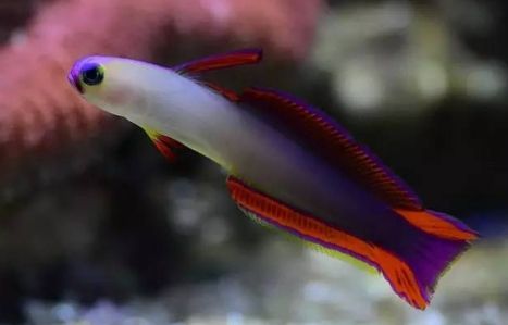 雷达鱼吃什么？建议喂食切碎的甲壳类