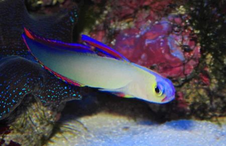 雷达鱼吃什么？建议喂食切碎的甲壳类