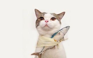 小猫喂养指南：主食猫粮+肉类+蔬菜，如何搭配营养均衡？