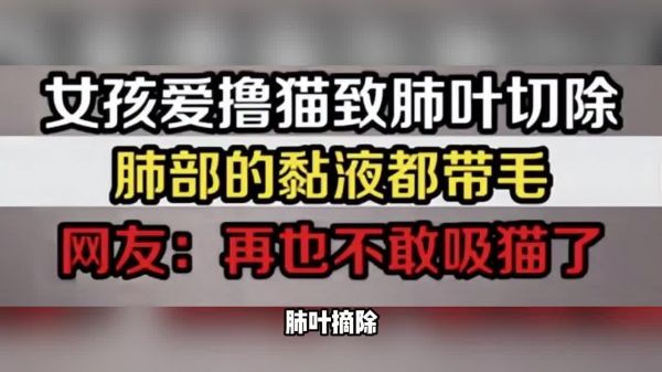 吸猫导致肺叶切除？猫毛会不会被吸入肺部