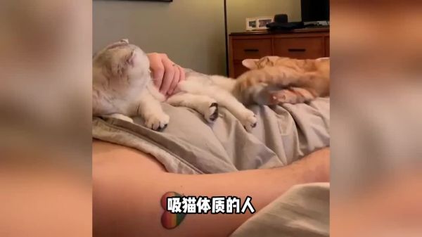猫咪偏爱的人，都有这几个特征！看看你中枪了吗