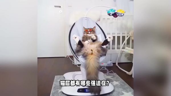 猫届都有哪些强迫症？最后一种一定要注意