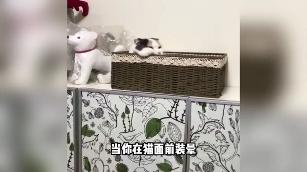 在猫面前倒地装晕，猫会有什么反应？