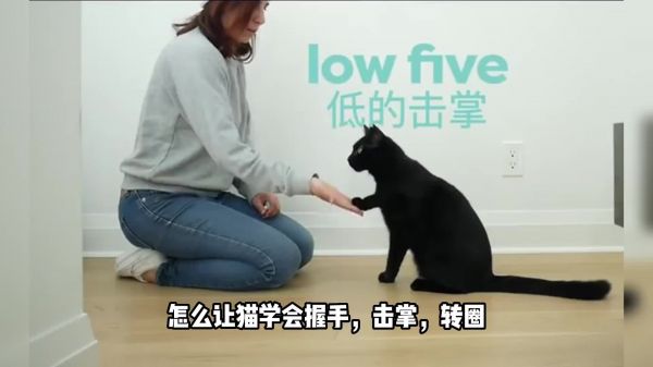 两步教猫学会握手，下一个训猫大师就是你