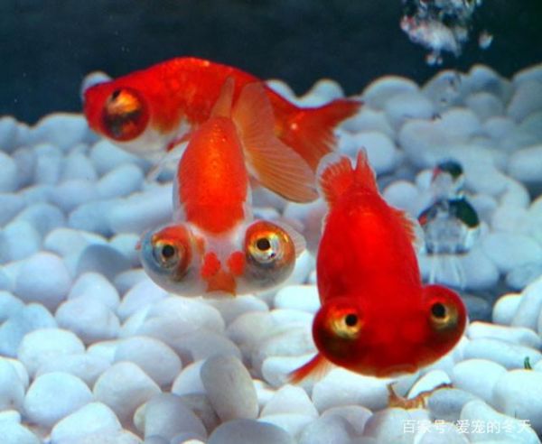 什么是观赏鱼欣赏观赏鱼要从哪些方面去看呢一起看看吧