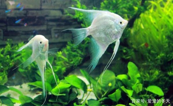 什么是观赏鱼欣赏观赏鱼要从哪些方面去看呢一起看看吧