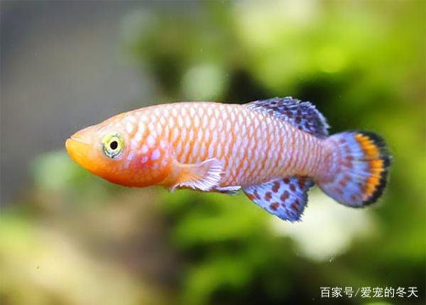 什么是观赏鱼欣赏观赏鱼要从哪些方面去看呢一起看看吧