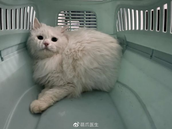 咪仔：外面的世界好可怕