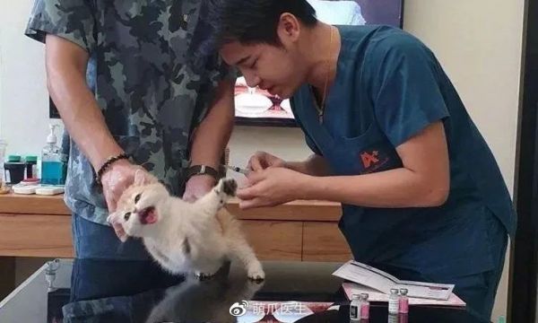 猫小脾气却大的很<a href='https://weibo.com/n/网络'>@网络</a>