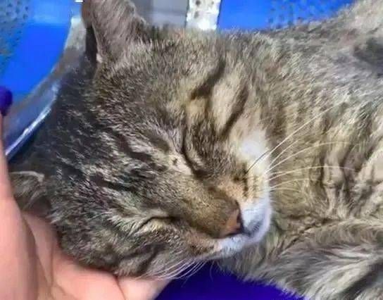 猫咪蛋蛋黑煤渣，宠物医院速就诊