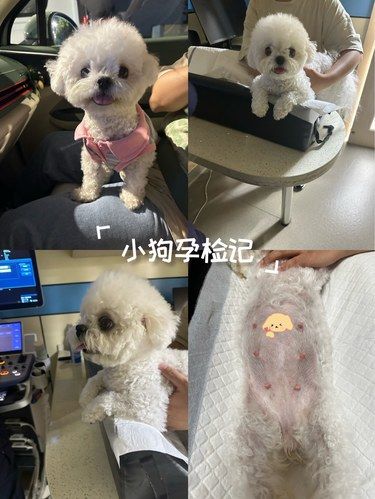 孕期狗狗遇良医！蕙宠的凌医生真的让人安心～