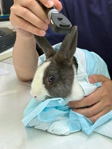 按头安利了！带异宠专科的宠物！