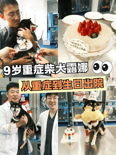 宠物医院的温暖与希望