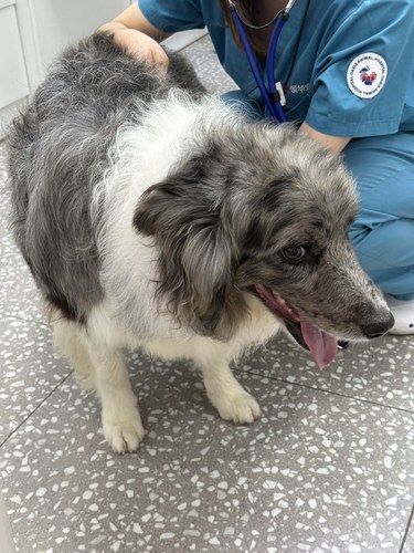 带狗狗打疫苗+体检，注意事项看过来！