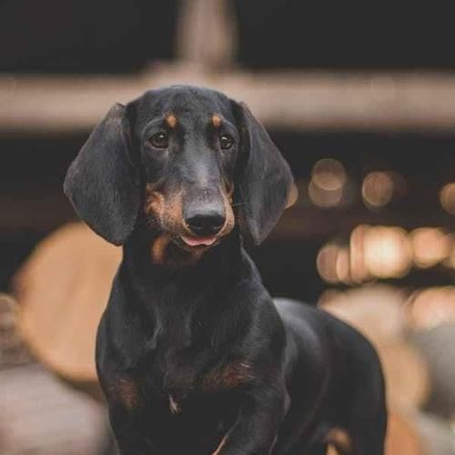 细腿竖耳朵的狗是什么品种？（探寻细腿竖耳朵狗的起源和特点）