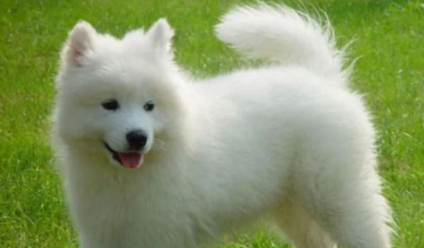 细腿竖耳朵的狗是什么品种？（探寻细腿竖耳朵狗的起源和特点）