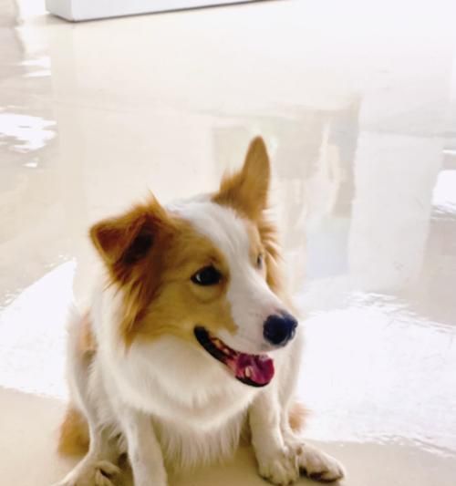 细腿竖耳朵的狗是什么品种？（探寻细腿竖耳朵狗的起源和特点）