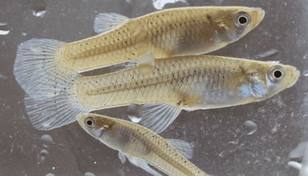 被誉为“灭蚊英雄”的观赏鱼——食蚊鱼，如何挑选？