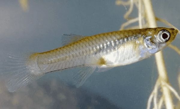 被誉为“灭蚊英雄”的观赏鱼——食蚊鱼，如何挑选？