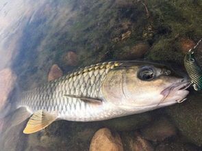 “选鱼攻略：新手必看，如何挑出水中精灵”