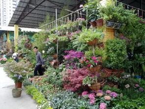 深圳宠物市场，观赏鱼批发集中地