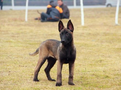 深圳宠物市场，观赏鱼批发集中地