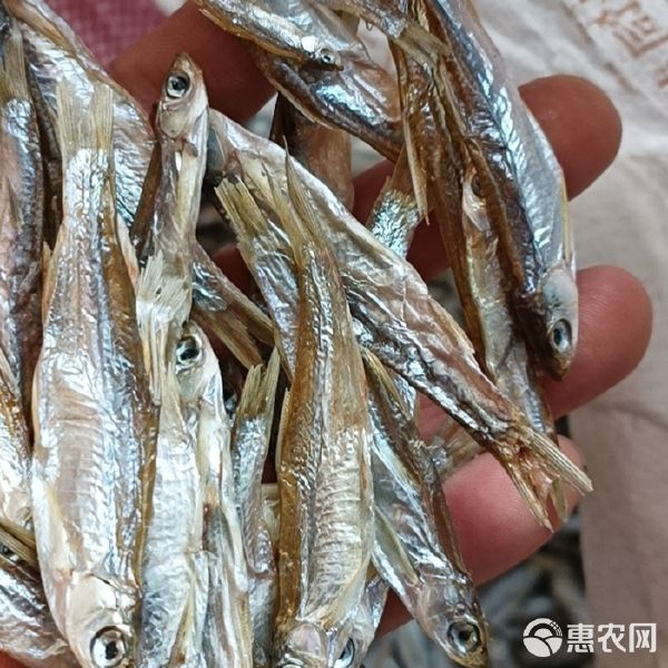 饲料鱼干猫鱼食宠物饲料甲鱼龟饲料鸟食猪配合饲料